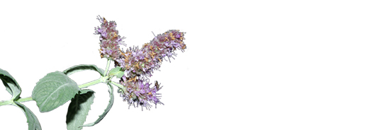 Huile essentielle de Menthe à Longues Feuilles